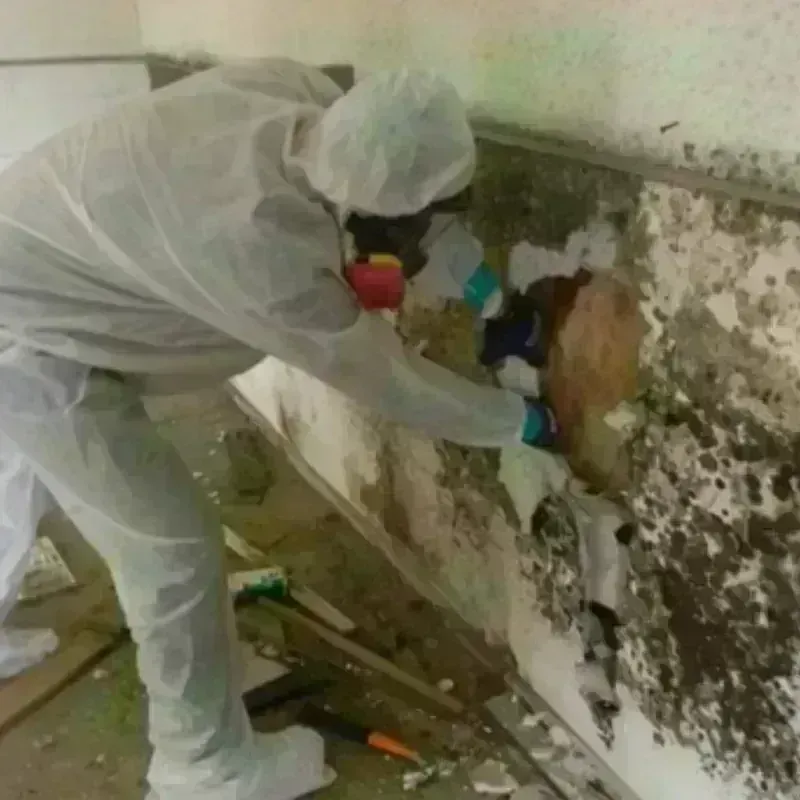 Mold Remediation and Removal in Hiawatha, KS